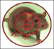 Rat In Target